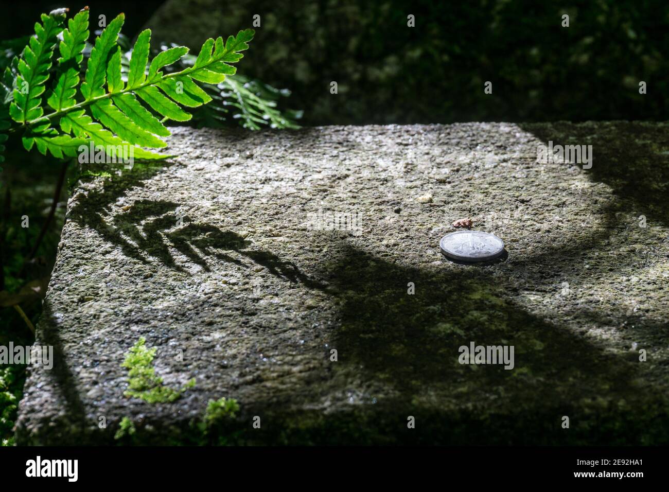 Eine 1-Yen-Münze, die als Opfergabe auf einem Stein unter einem Farn im traditionellen japanischen Garten im Gio-ji-Tempel in Arashiyama, Kyoto, Japan, geworfen wird Stockfoto