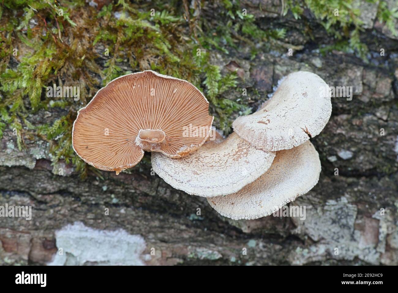 Panellus stipticus, allgemein bekannt als Bitterauster, adstringierender Panus oder lumineszierender Panellus, wilder Pilz aus Finnland Stockfoto