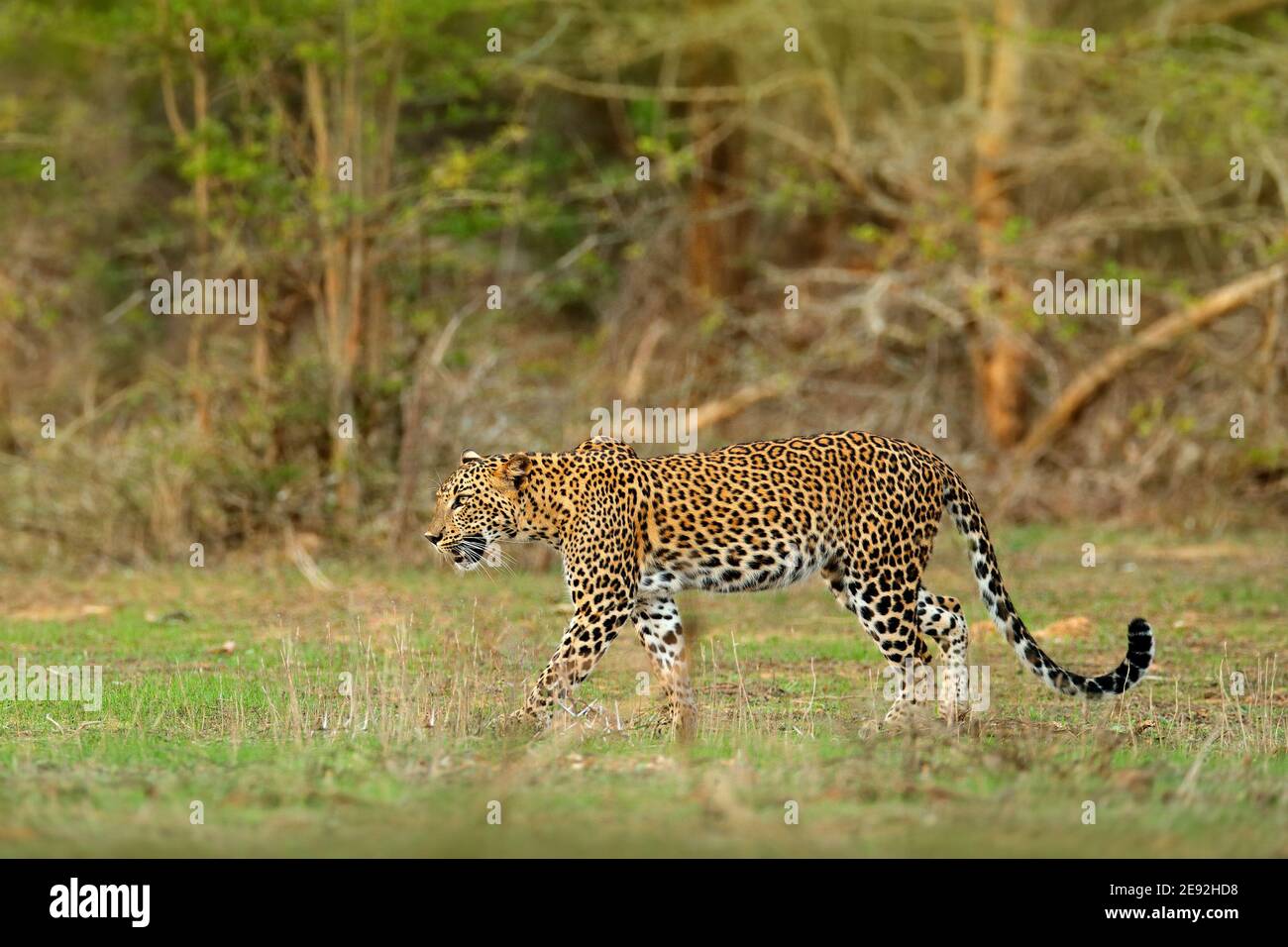 Sri-lankischer Leopard, Panthera pardus kotiya. Große gefleckte Wildkatze in der Natur Lebensraum, Yala Nationalpark, Sri Lanka. Widlife Szene aus natu Stockfoto