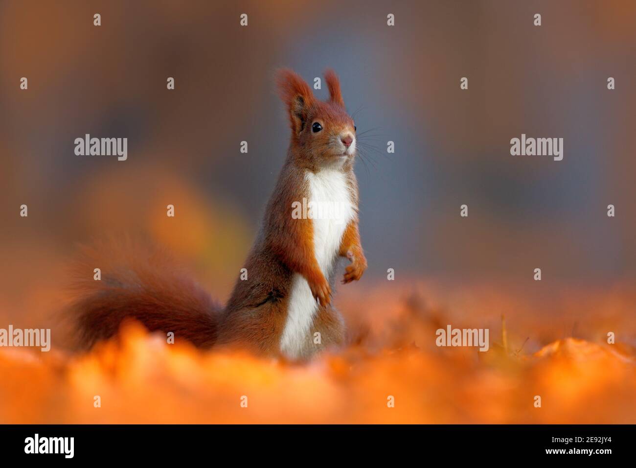 Niedliches rotes Eichhörnchen mit langen spitzen Ohren frisst eine Nuss im Herbst orange Szene mit schönen Laubwald im Hintergrund. Stockfoto