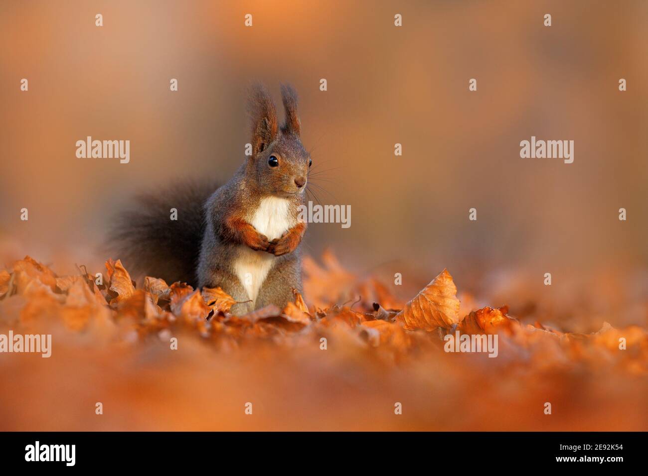 Niedliches rotes Eichhörnchen mit langen spitzen Ohren frisst eine Nuss im Herbst orange Szene mit schönen Laubwald im Hintergrund. Stockfoto