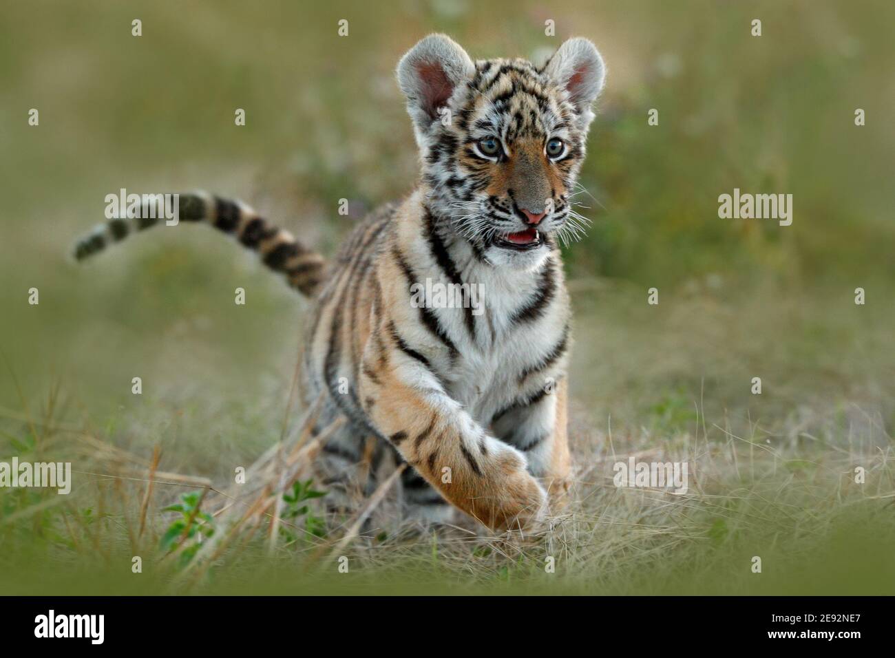 Junger tiberischer Tiger im Gras, der auf der Wiese läuft. Action Wildtiere Winterszene mit gefährlichen Tier. Kalter Winter in tajga, Russland. Niedliches Tiger-Junge. Stockfoto