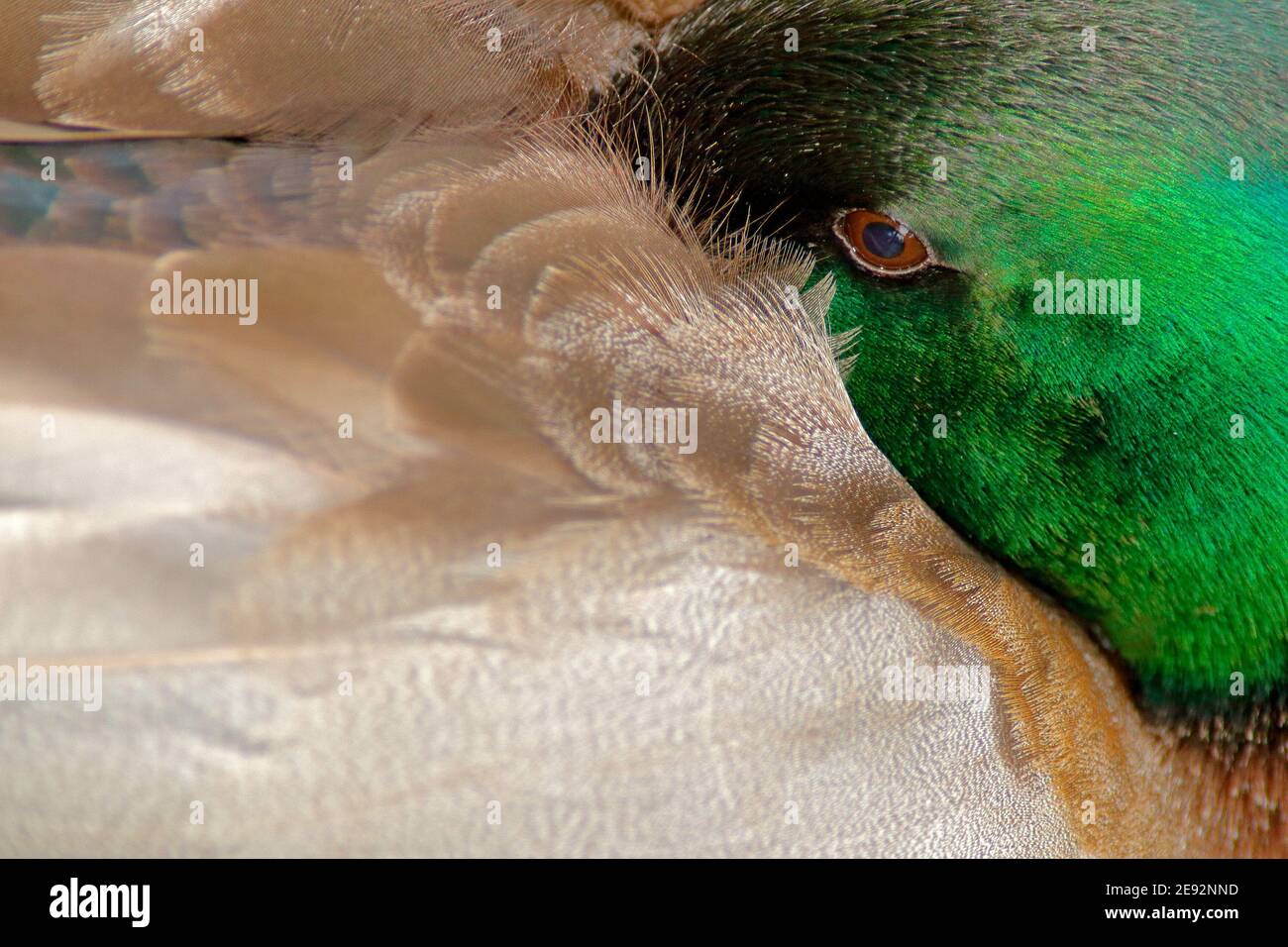 Nahaufnahme verborgene Detail Porträt von Stockenten. Vogel im Gras versteckt. Wasservogel Mallard, Anas platyrhynchos. Stockfoto