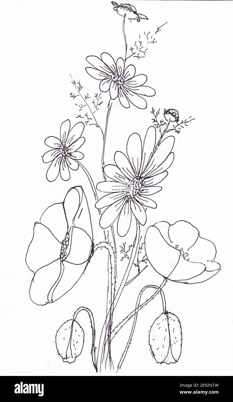 Bouquet von Gänseblümchen und Mohnblumen. Blumen Skizze. Mohn Knospe, Blume, Blatt, Kamillenpflanze. Sommer Blumen zum ausmalen. Die Zeichnung wird von Hand gezeichnet Stockfoto