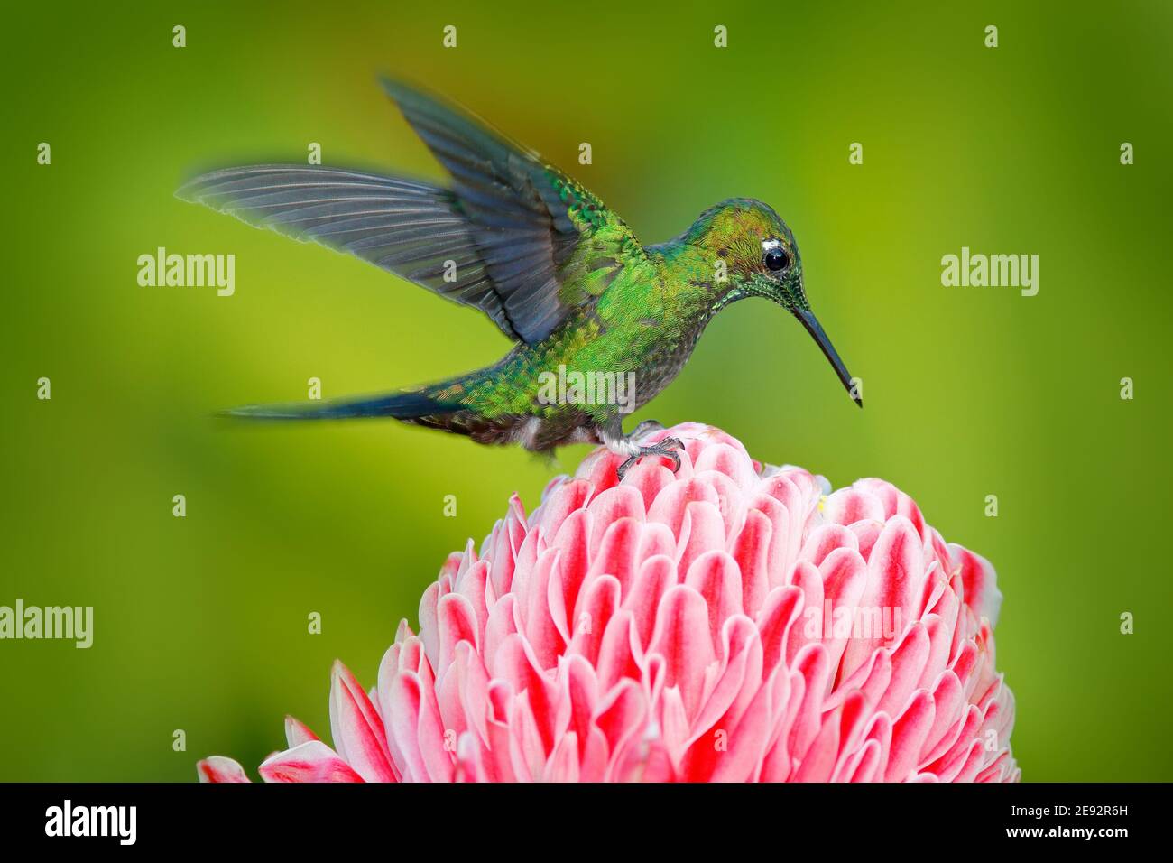 Schöner Kolibri Grün-gekrönt Brilliant, Heliodoxa jacula, saugen Nektar aus schönen roten Blume. Wildlife-Szene aus der Natur von Costa Rica. Stockfoto