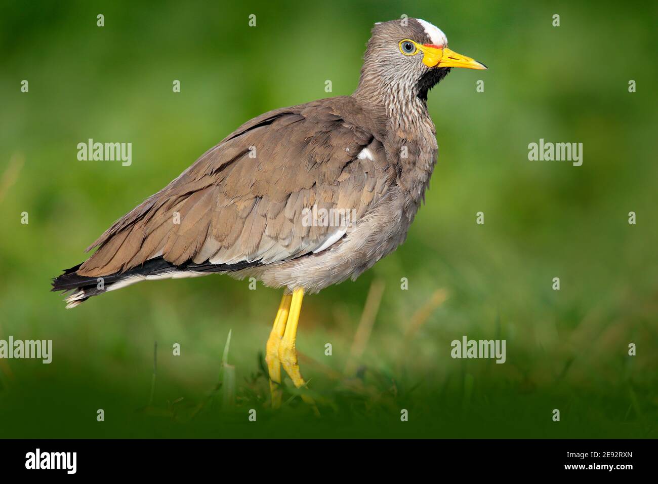 Afrikanischer Vogel wattled Kiebitz, Vanellus senegallus, mit gelbem Schnabel. Vogel im Sommer grünes Gras. Wildlife-Szene aus der Natur. Detail Porträt von bi Stockfoto