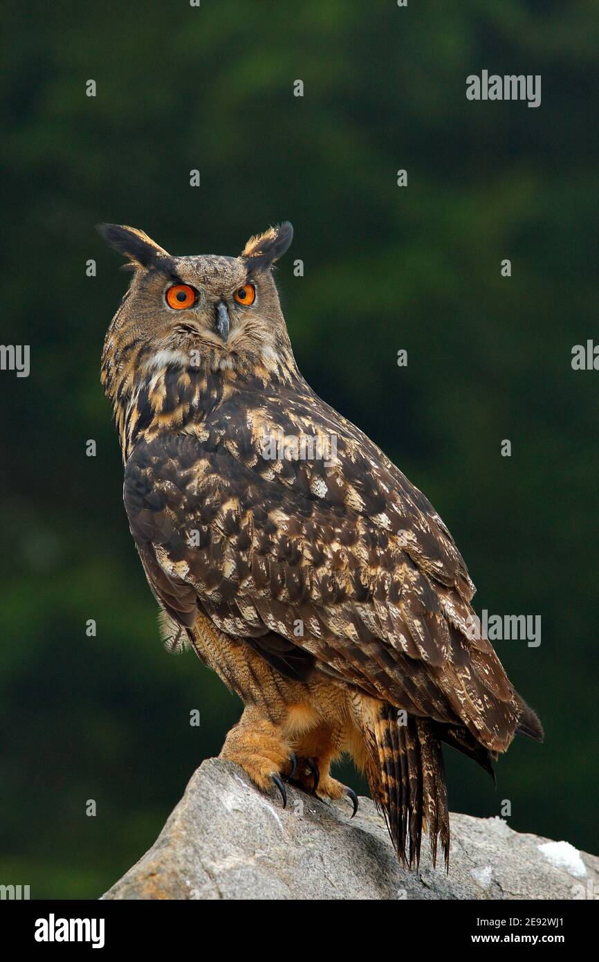 Große eurasische Adlereule mit abgetöteten Igeln in Krallen, die auf dem Stein sitzen. Stockfoto