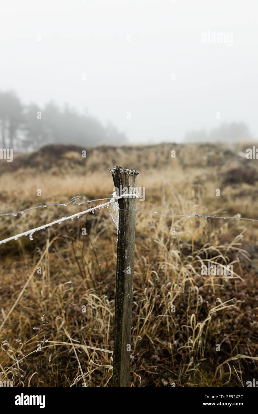 Nahaufnahme eines Milchdrahtzauens am Wintermorgen Stockfoto