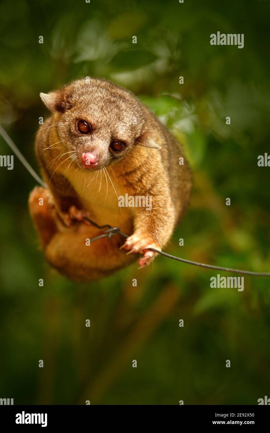 Kinkajou, Potos flavus, tropisches Tier in der Natur Wald Lebensraum. Säugetier aus Costa Rica. Wildlife-Szene aus der Natur. Wild Kinkajou auf dem Baum. Stockfoto