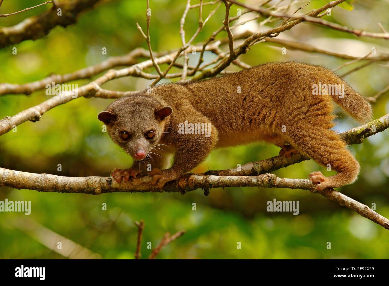 Kinkajou, Potos flavus, tropisches Tier in der Natur Wald Lebensraum. Säugetier aus Costa Rica. Wildlife-Szene aus der Natur. Wild Kinkajou auf dem Baum. Stockfoto