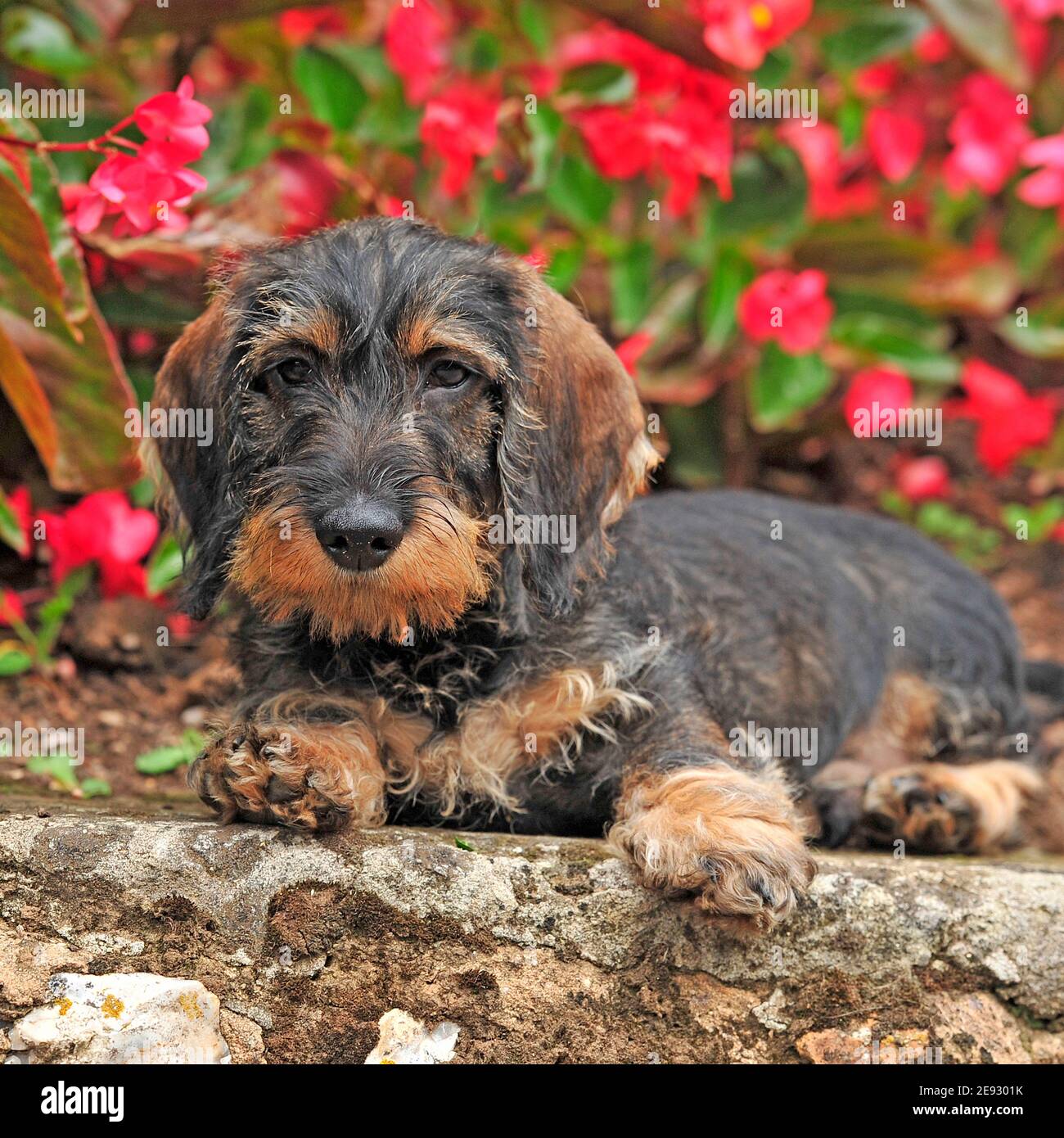 Drahthaarige Dachshund Hund Welpe Stockfoto