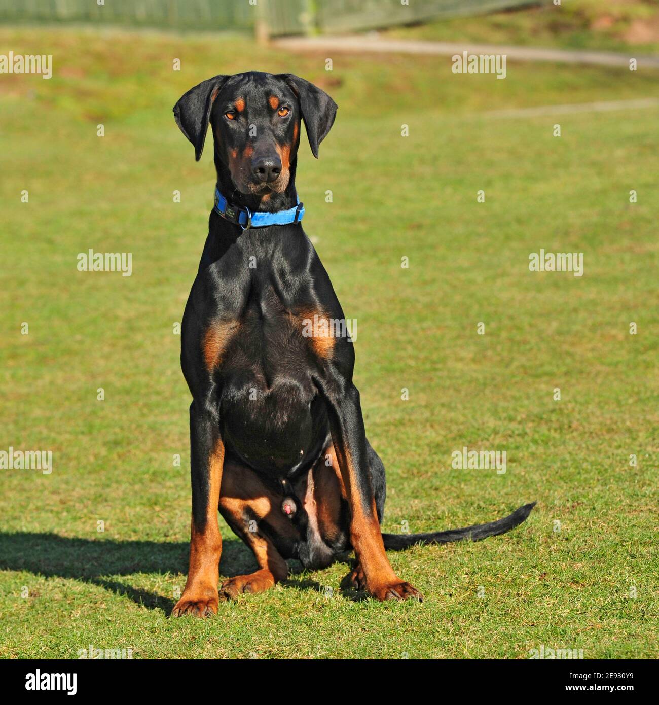 Volle Ohren und Schwanz Stockfotos und -bilder Kaufen - Alamy