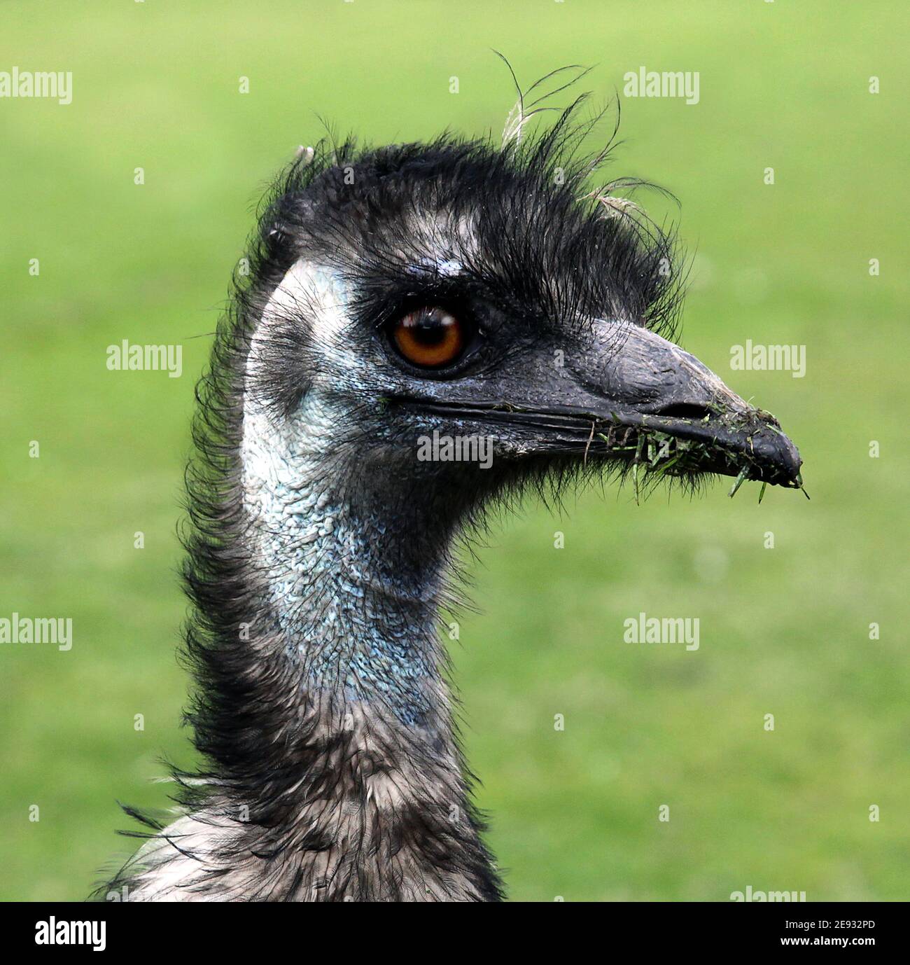 Emu (Dromaius novaehollandiae) zweitgrößter lebender Vogel nach seinem Strauß.endemisch in Australien.weich gefiedert, braun, flugunfrei, mit langen Hals und Beinen, erreichen bis zu 1.9 Meter Höhe Stockfoto