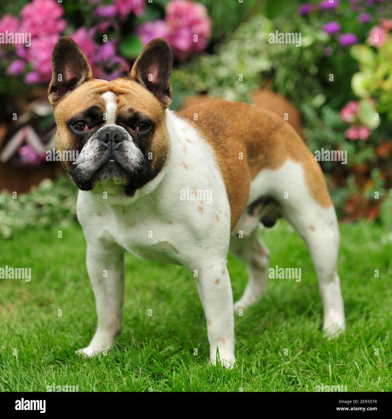 Französische Bulldogge Stockfoto