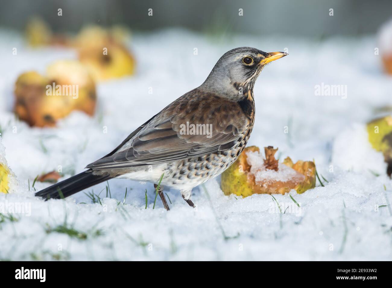 Feldfare mit Windfall-Äpfeln im Schnee Stockfoto