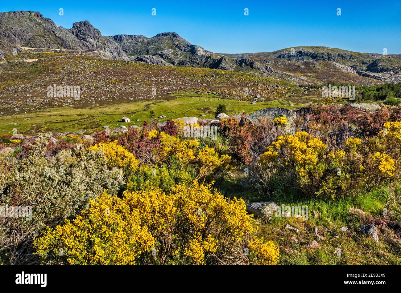 Spanische Ginstersträucher in Blüte, kleine Kapelle, Nave de Santo Antonio Plateau, Cantaros Massiv, Serra da Estrela Naturpark, Centro Region, Portugal Stockfoto