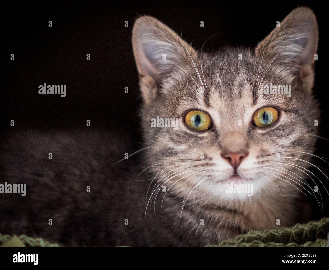 Junge graue tabby Kitty-Katze Ausübung Modellierung. Stockfoto