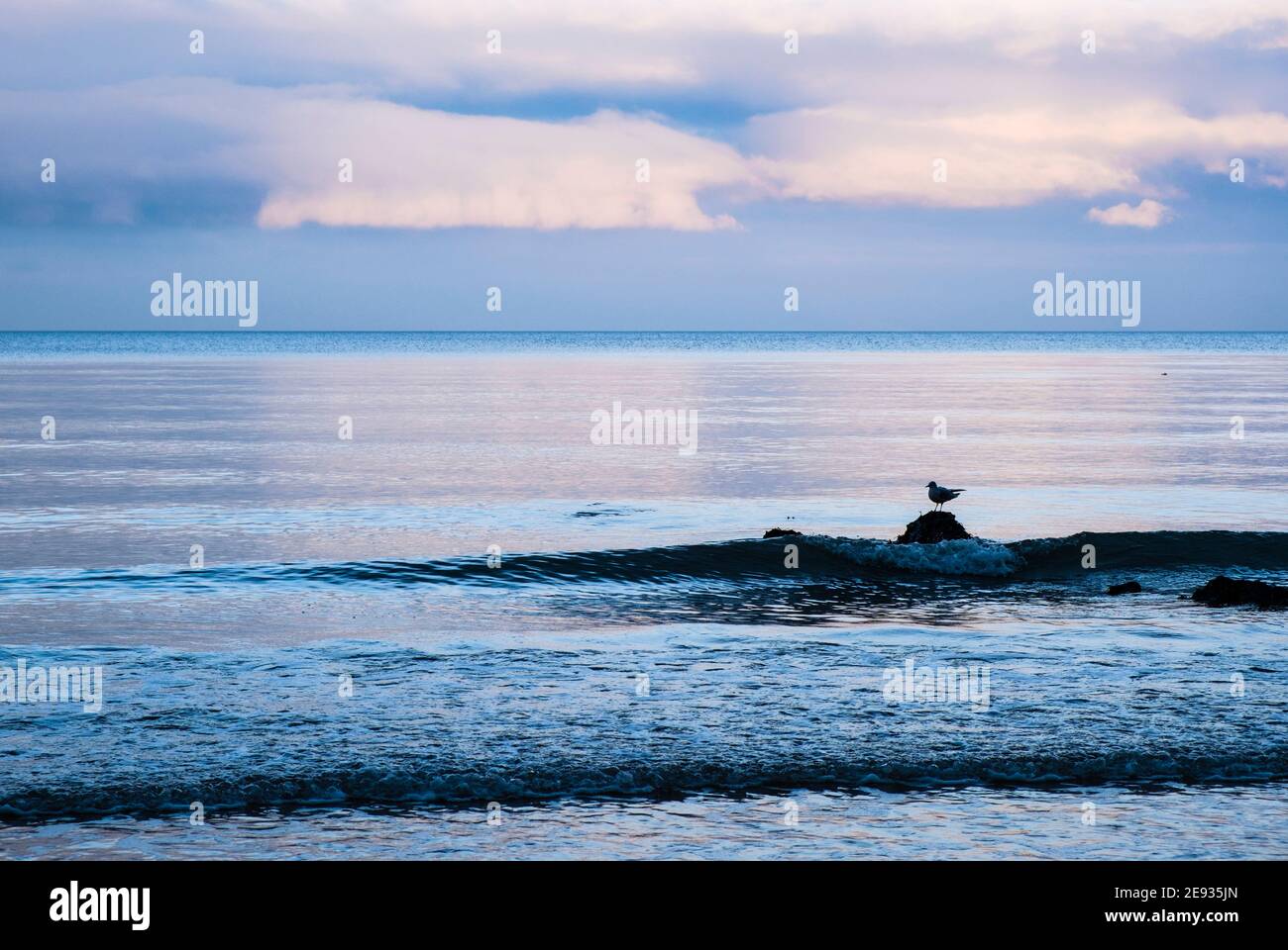 Eine einstehende Herringmöwe, die auf einem Felsen in einem ruhigen Meer steht, mit kleinen Wellen, die im Winterlicht an der Küste herumschlagen. Benllech Isle of Anglesey Wales Großbritannien Stockfoto