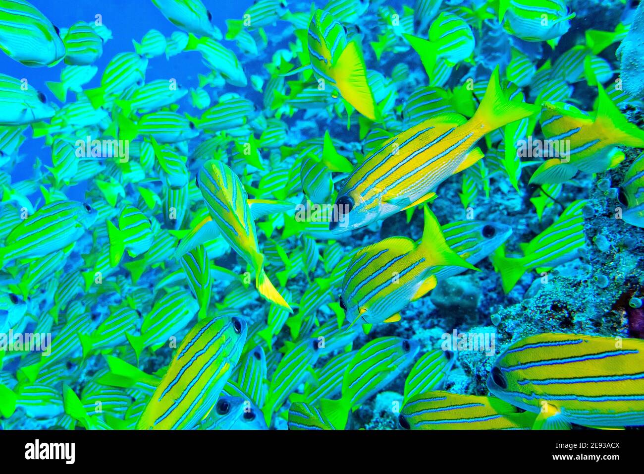 Blau gestreifter Snapper, Lutjanus kasmira, Coral Reef, Nord Ari Atoll, Malediven, Indischer Ozean, Asien Stockfoto