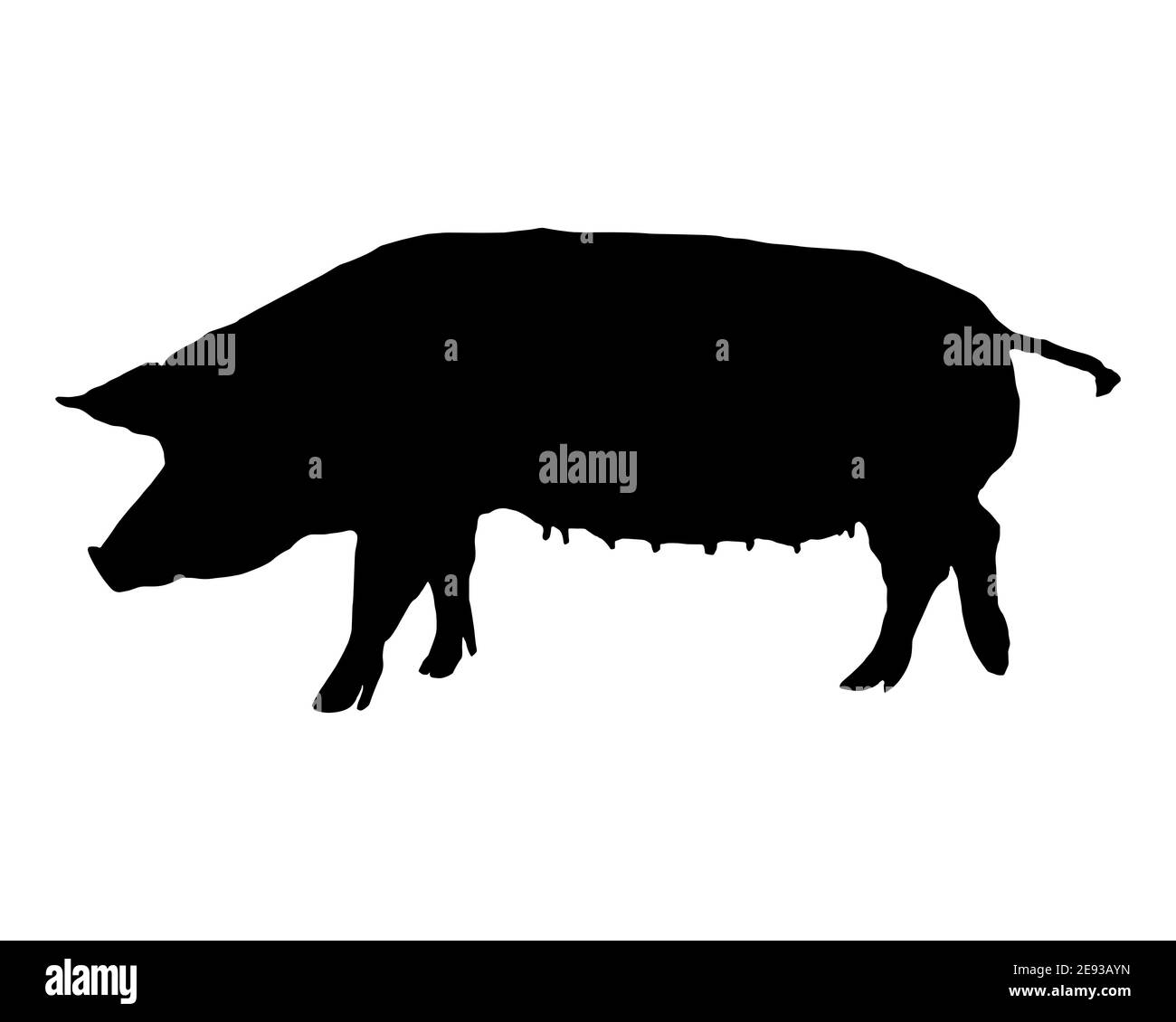 Schwarze Silhouette eines Bentheim Black Pied Schweins auf Weiß Stockfoto