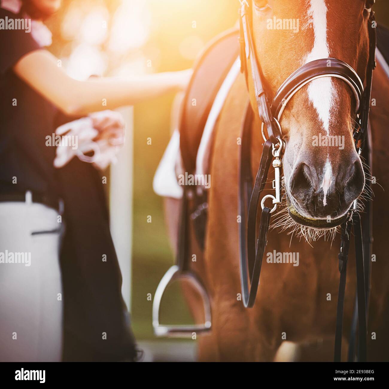 Der Reiter, der Handschuhe in einer Hand hält, passt die Gurte auf dem Sattel eines schönen Sauerampfpferdes an, das an einem Sommertag von der warmen Sonne beleuchtet wird. Stockfoto