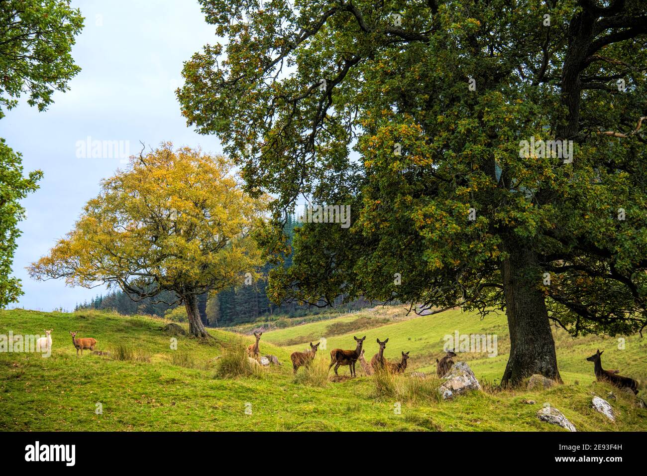 Rothirsch-Herde, Schottland, Großbritannien Stockfoto