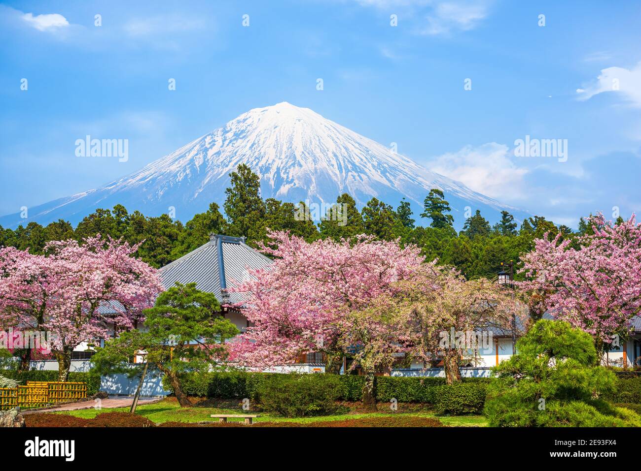 Fujinomiya, Shizuoka, Japan mit Mt. Fuji im Frühjahr. Stockfoto
