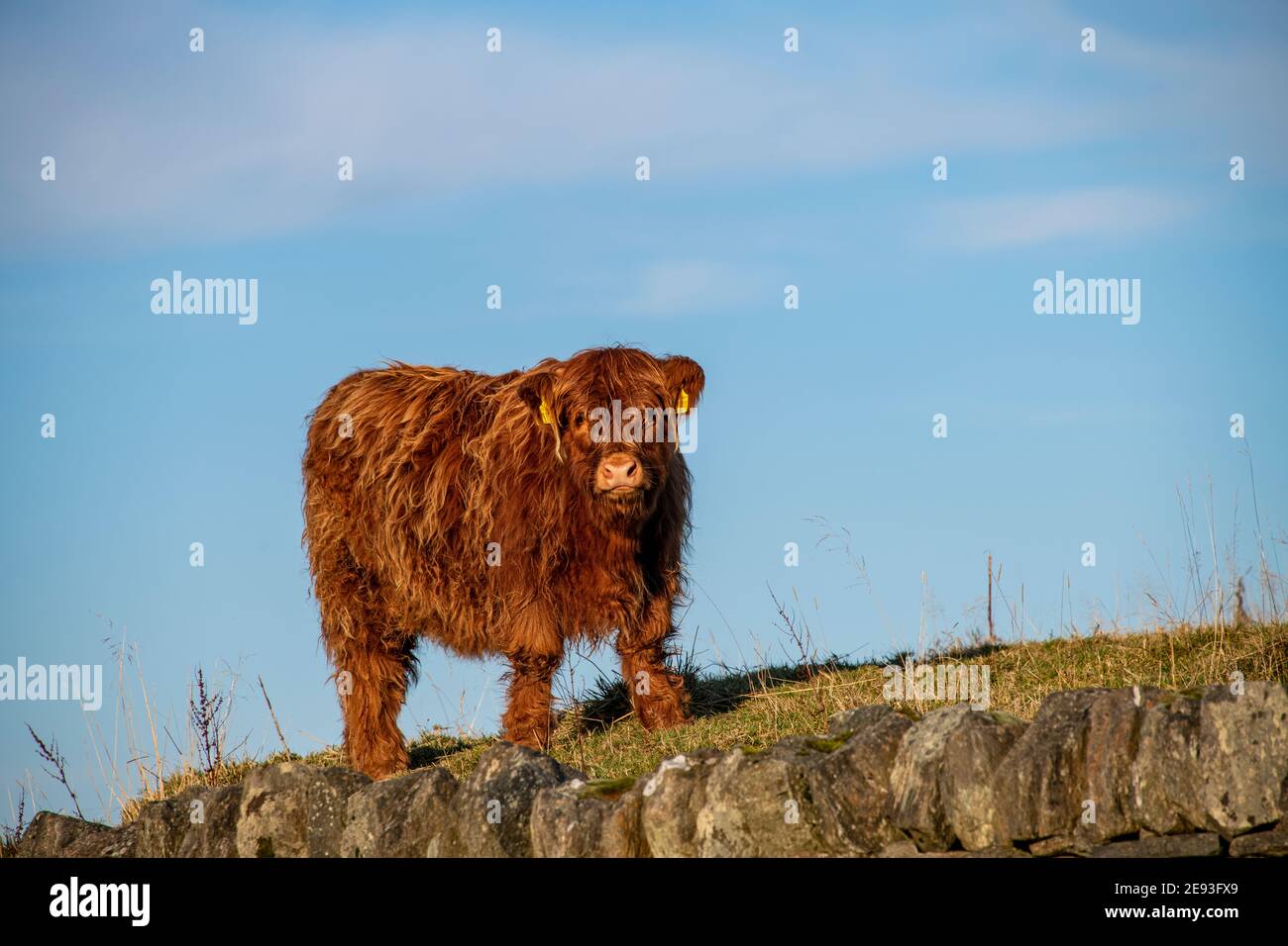 Highland Kuh Kalb Stockfoto