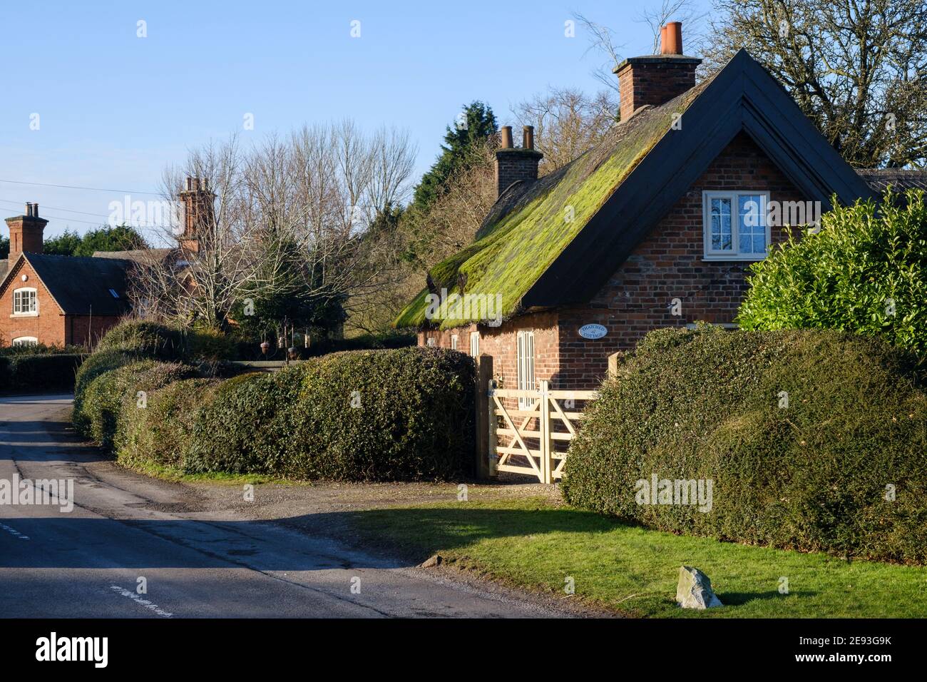 Grünes Moos wächst auf einem Strohdach, Osmaston, Derbyshire Stockfoto