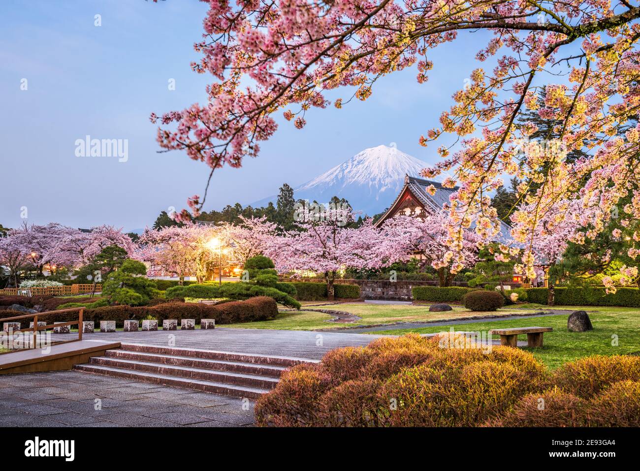 Fujinomiya, Shizuoka, Japan mit Mt. Fuji und Tempel im Frühling in der Abenddämmerung. Stockfoto