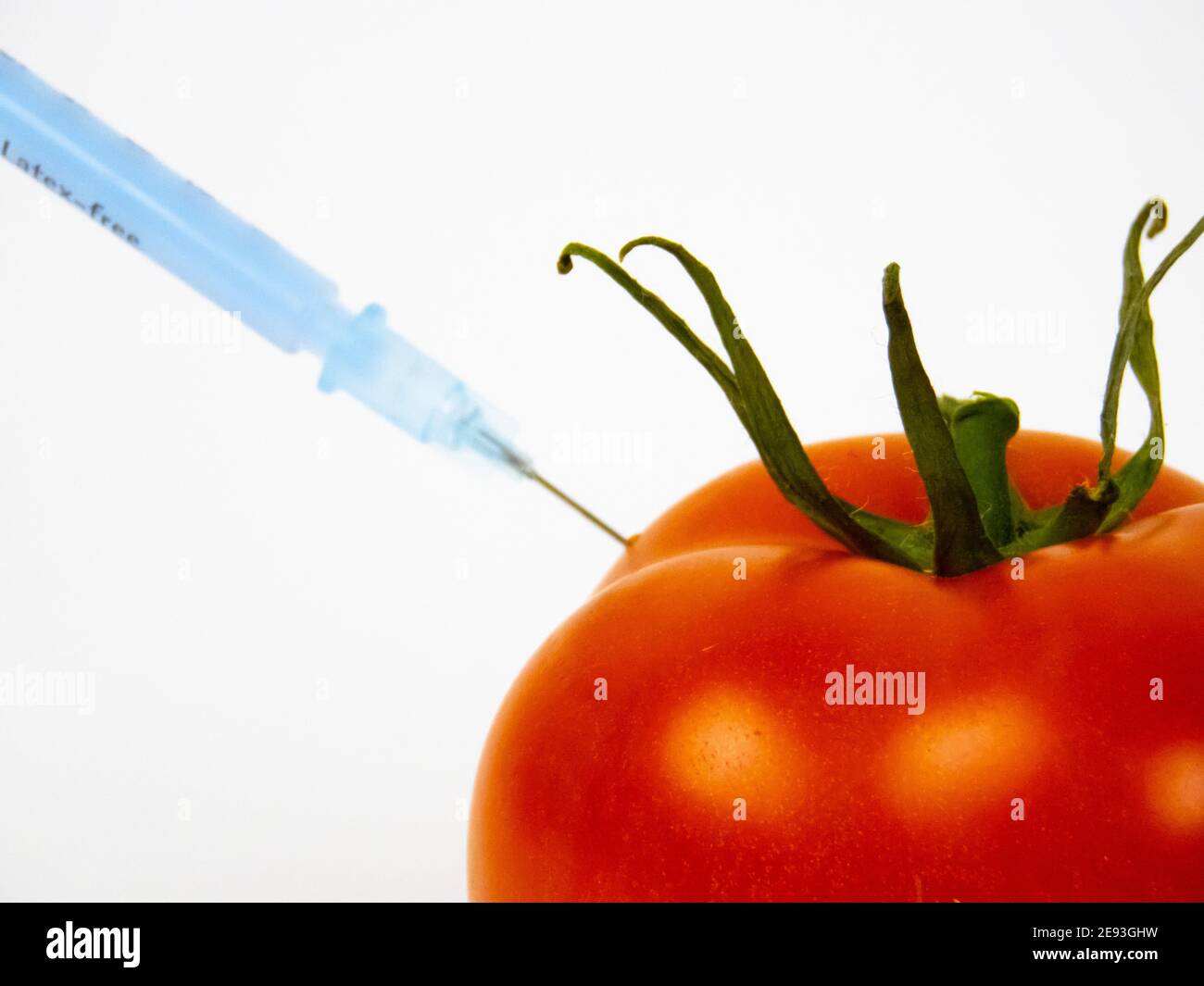 Injektion von Flüssigkeit aus einer Spritze in eine Tomate; GVO-Konzept und Lebensmittelmodifikation Stockfoto