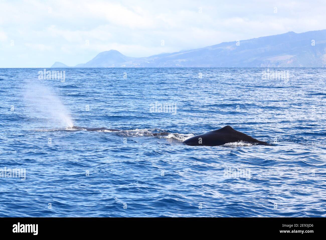 Mutter und Baby Pottwal schwimmen Stockfoto