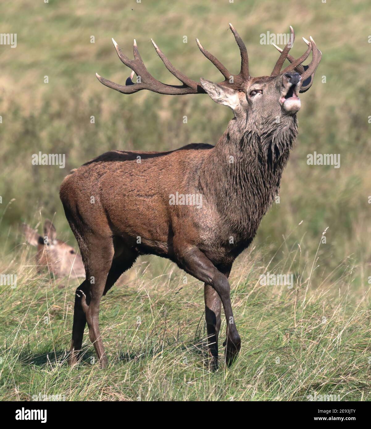 Rothirsch (Cervus Elaphus) Stockfoto