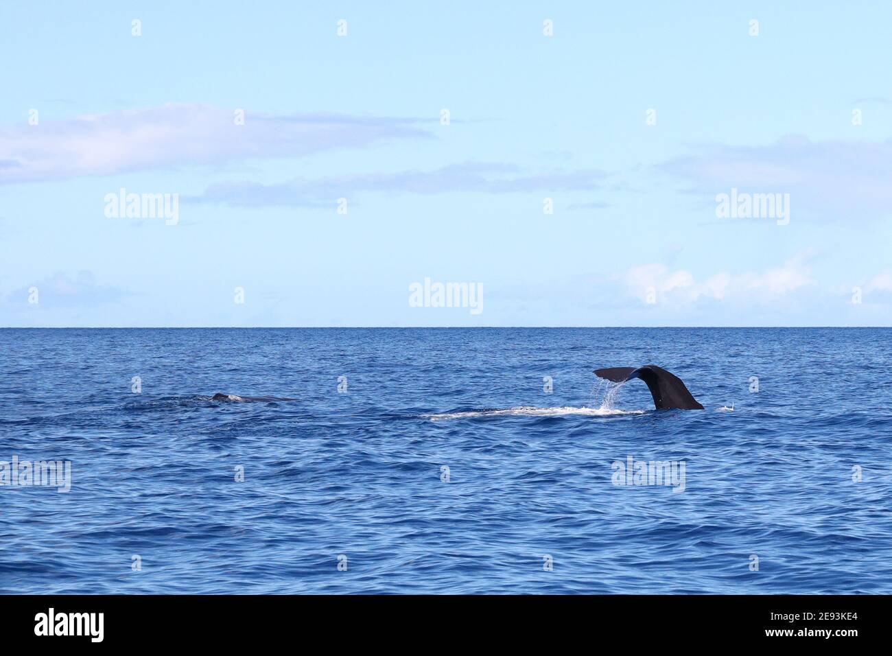 Wasser rollt von Whale Tail mit Mutter und Baby Whale In der Karibik Stockfoto