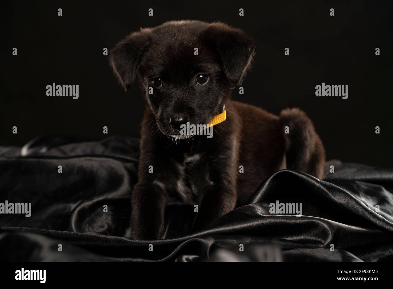 Porträt eines kleinen schwarzen Stret Hund Welpen in der studio auf schwarzem Hintergrund Stockfoto