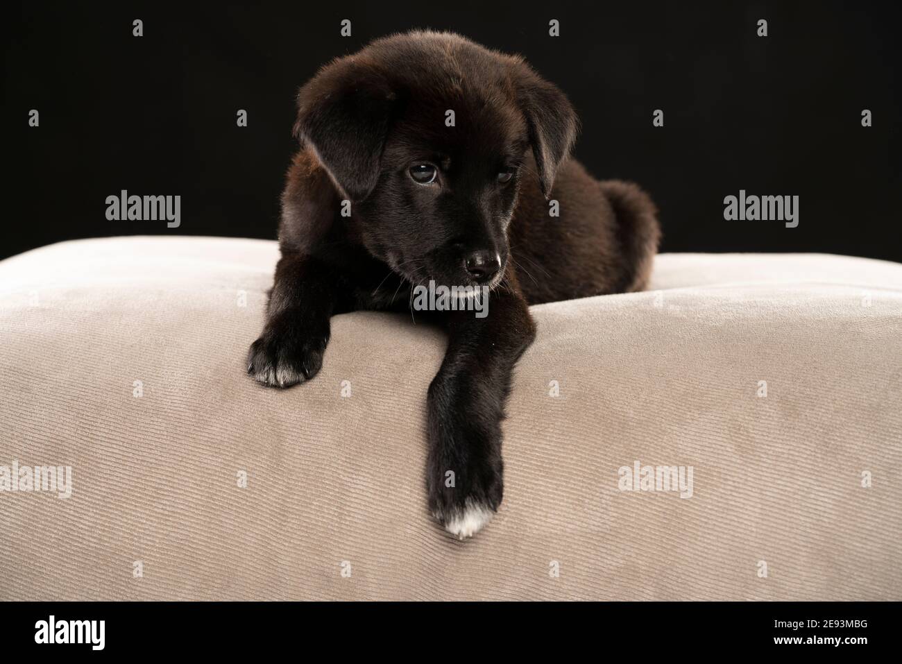 Porträt eines kleinen schwarzen Stret Hund Welpen in der studio auf schwarzem Hintergrund Stockfoto