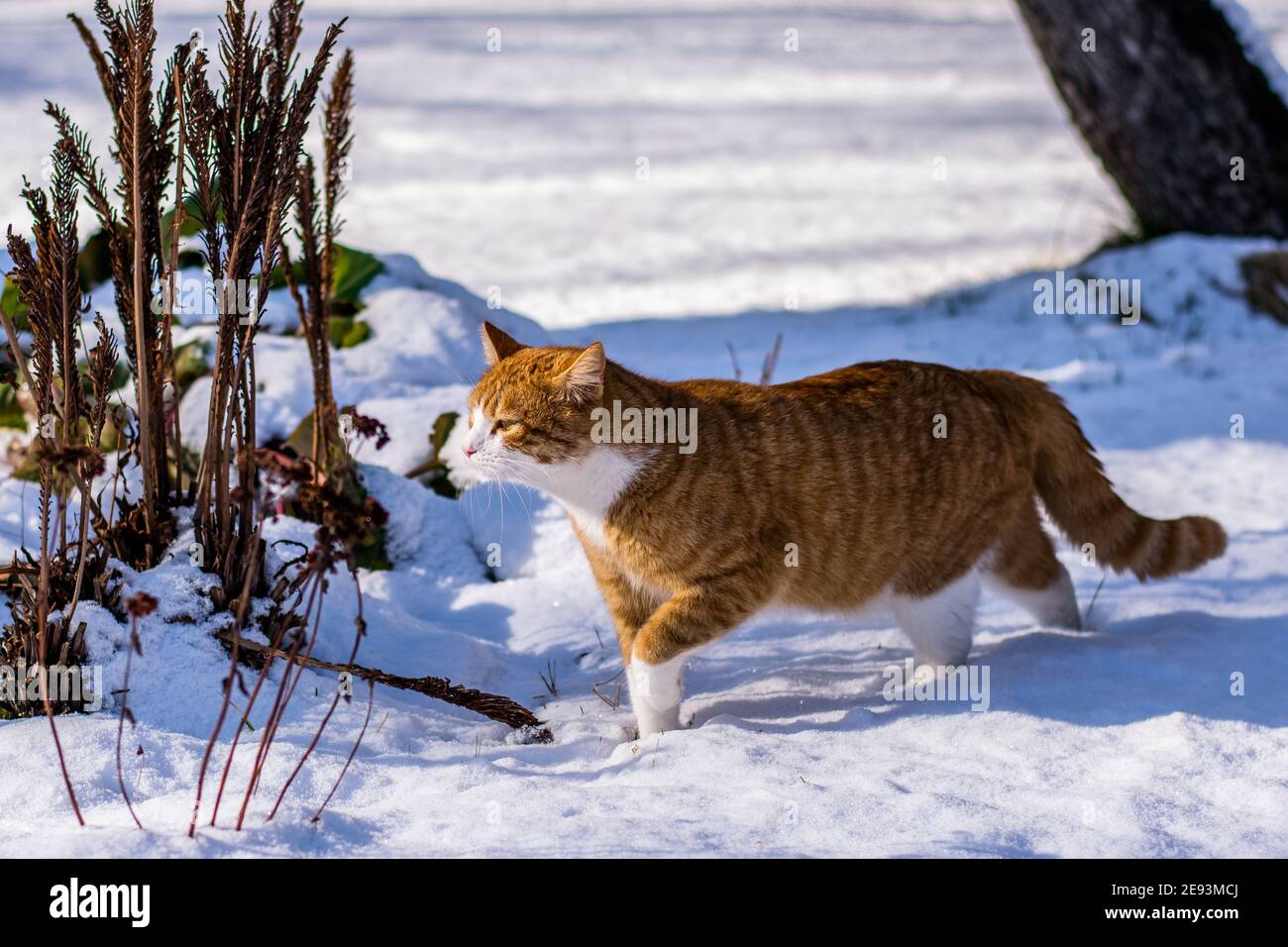 Ginger haired Katze erleben ersten Schnee Stockfoto