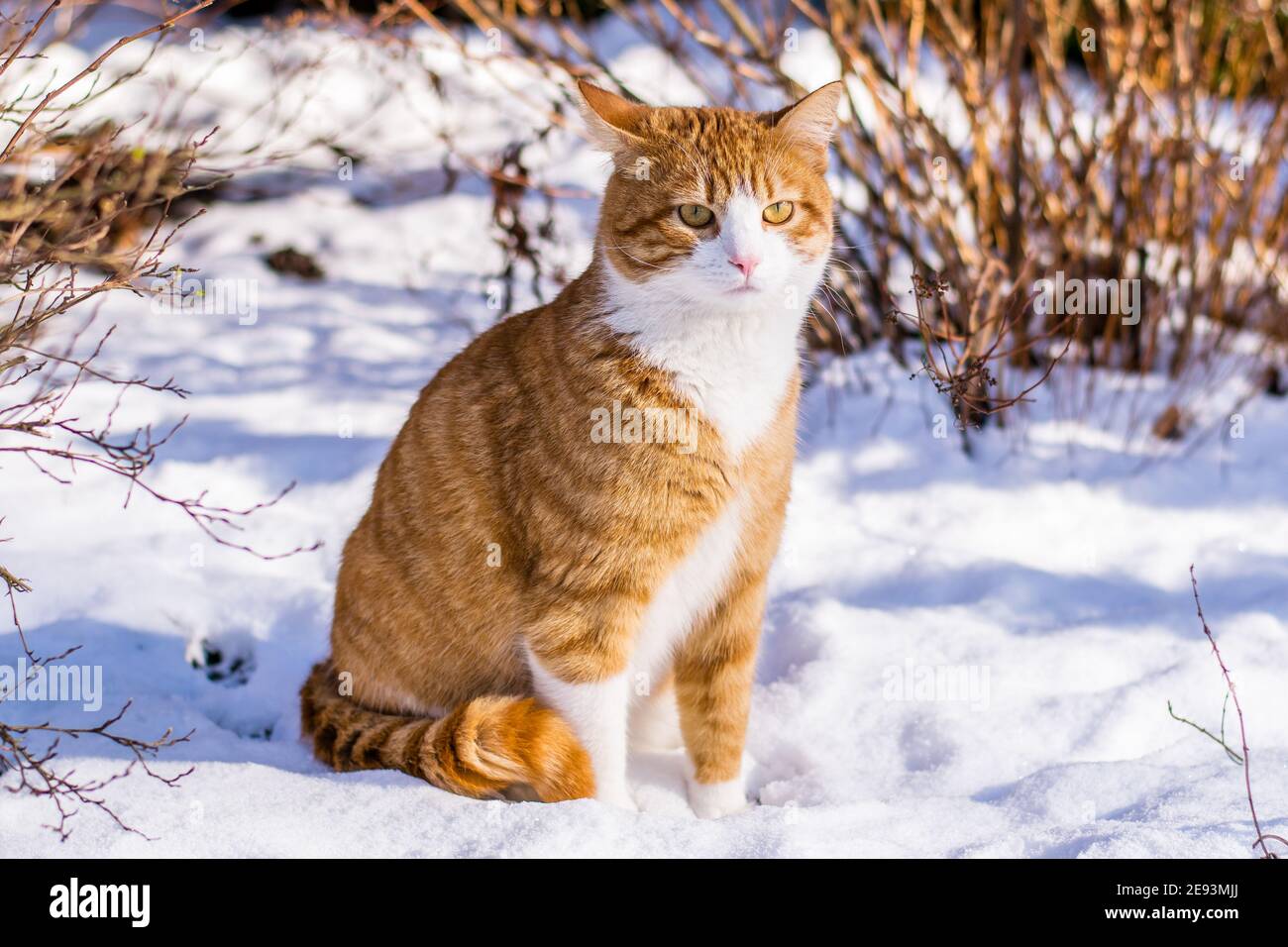 Ginger haired Katze erleben ersten Schnee Stockfoto