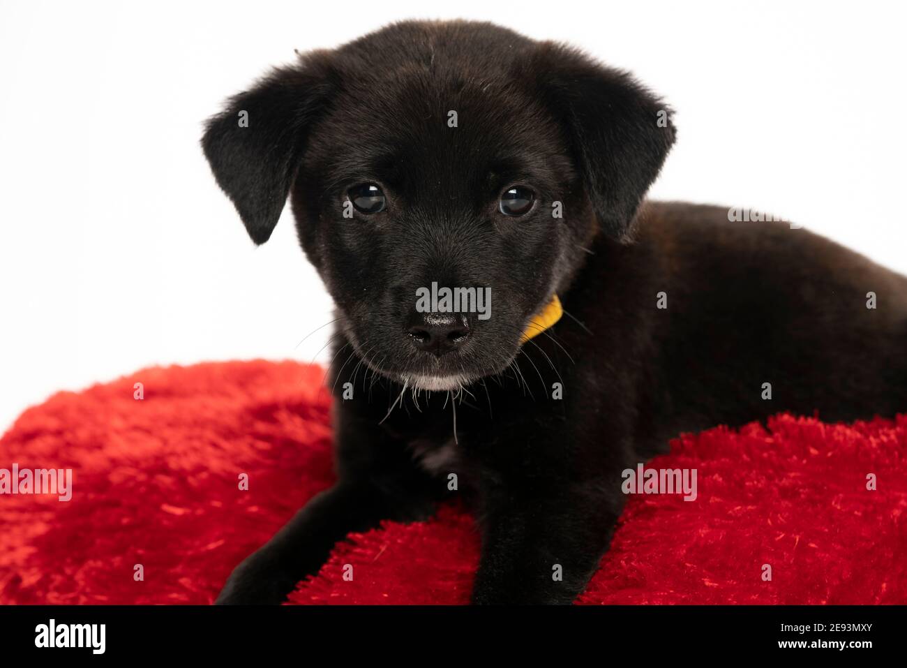 Porträt eines kleinen schwarzen Stret Hund Welpen in der studio auf weißem Hintergrund Stockfoto