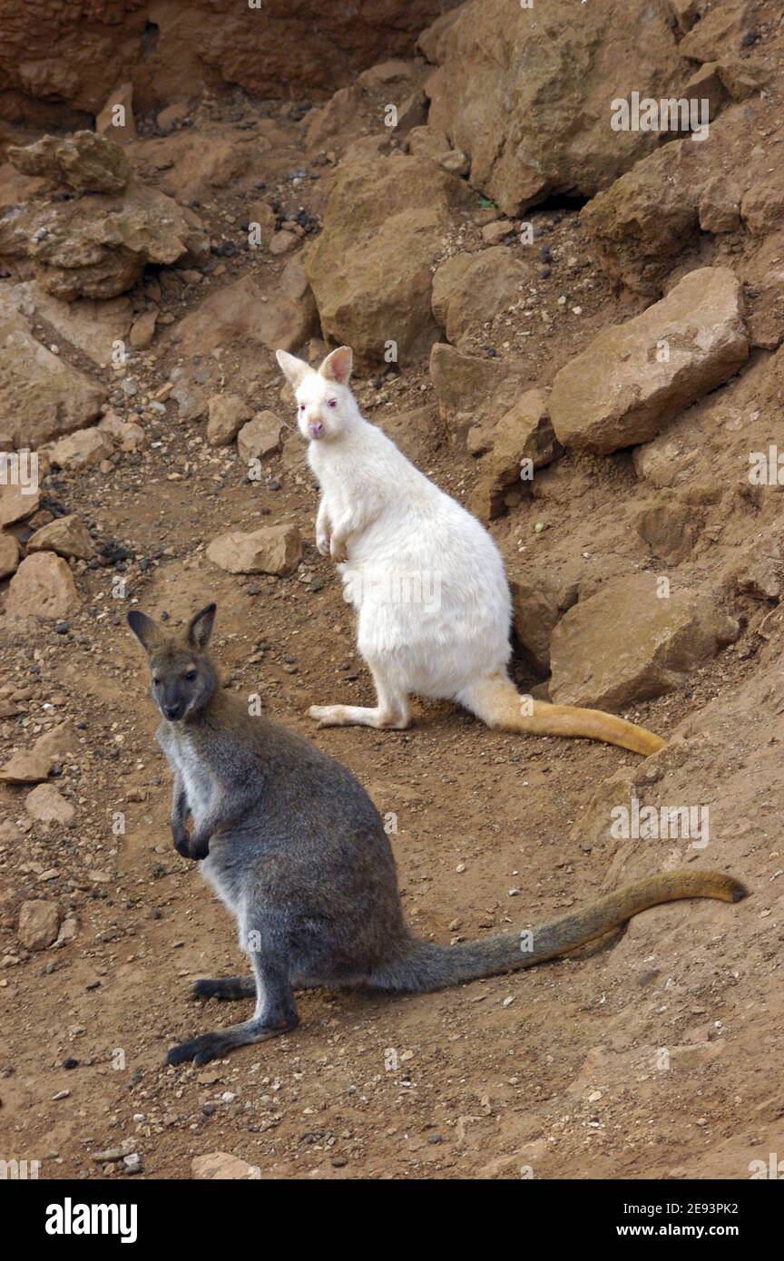 Wallaby ein Albino-Paar Stockfoto