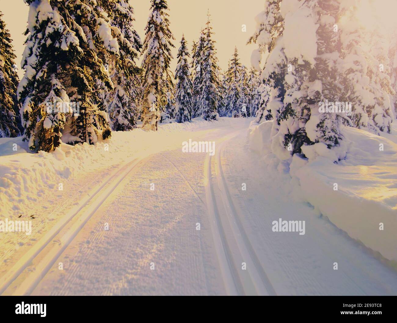 Langlaufloipen, die durch einen idyllischen Winterwald führen. Stockfoto