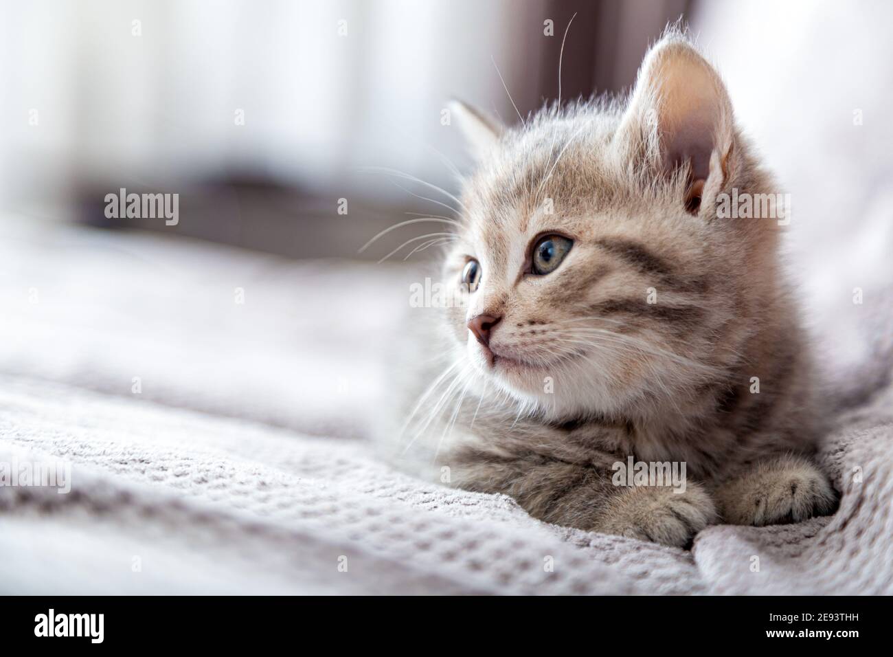 Kätzchen-Porträt. Katze liegt auf grauem Sofa und sieht Seite auf Kopierplatz aus. Katzenrast Entspannen Sie sich auf dem Bett. Haustier liegt in komfortablen gemütlichen Zuhause Stockfoto