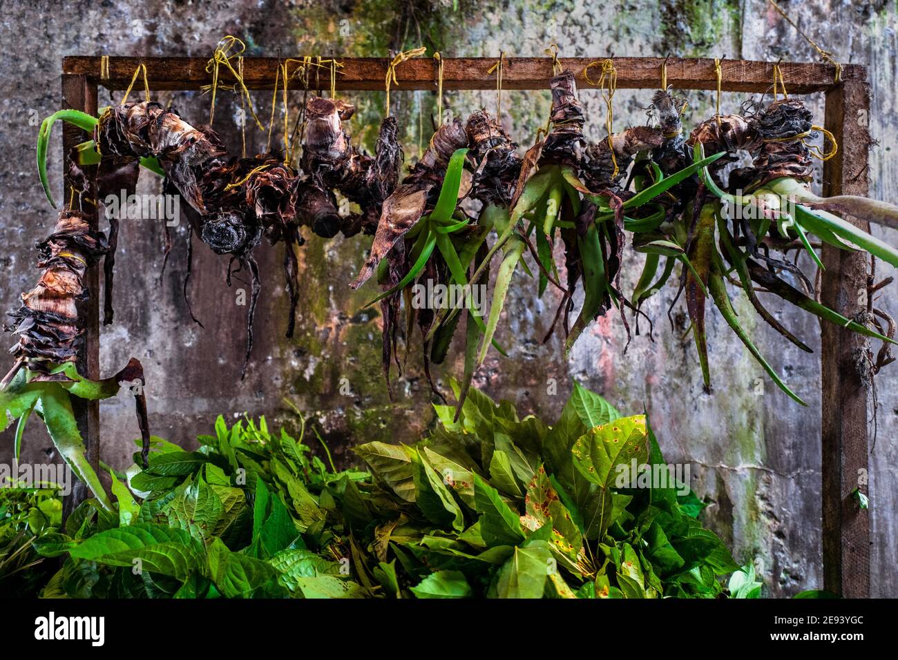 Die gesamte Aloe Vera Pflanze hängt in einem Stall auf einem Straßenmarkt entlang des Flusses Atrato in Quibdó, Chocó, der pazifischen Region Kolumbiens. Stockfoto
