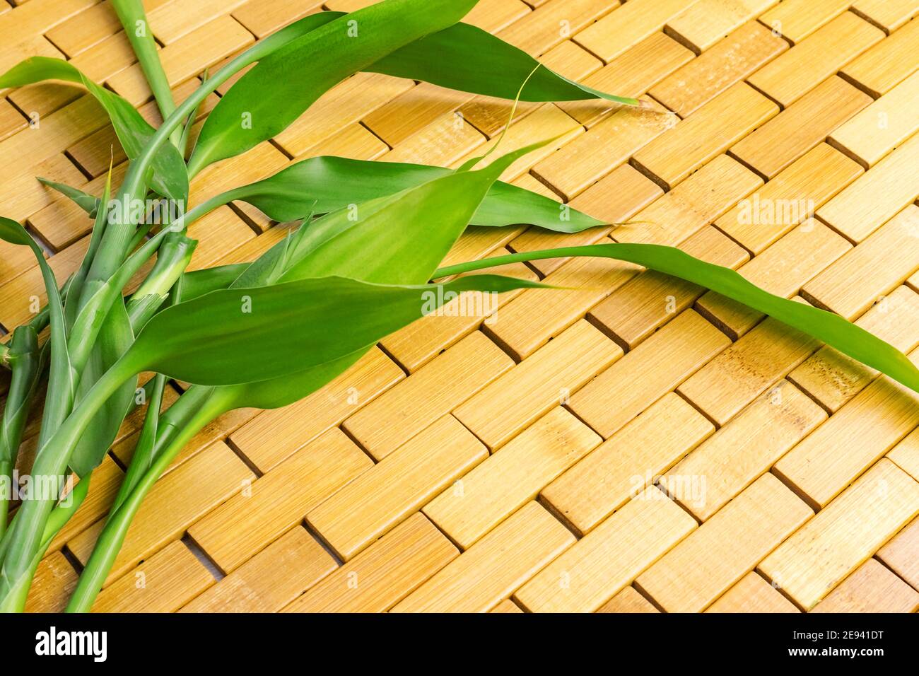 Junge grüne Bambuszweige, Blätter auf Holzgrund. Spa, Massage, Wellness, Zen-Konzept Stockfoto
