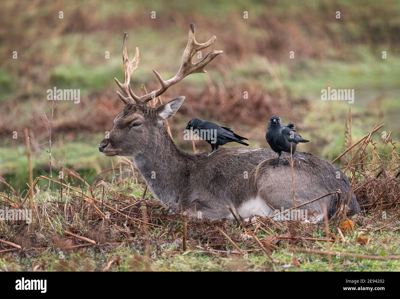 Rehe genießen die Partnerschaft von Jackdaws fressen unerwünschte Insekten Stockfoto