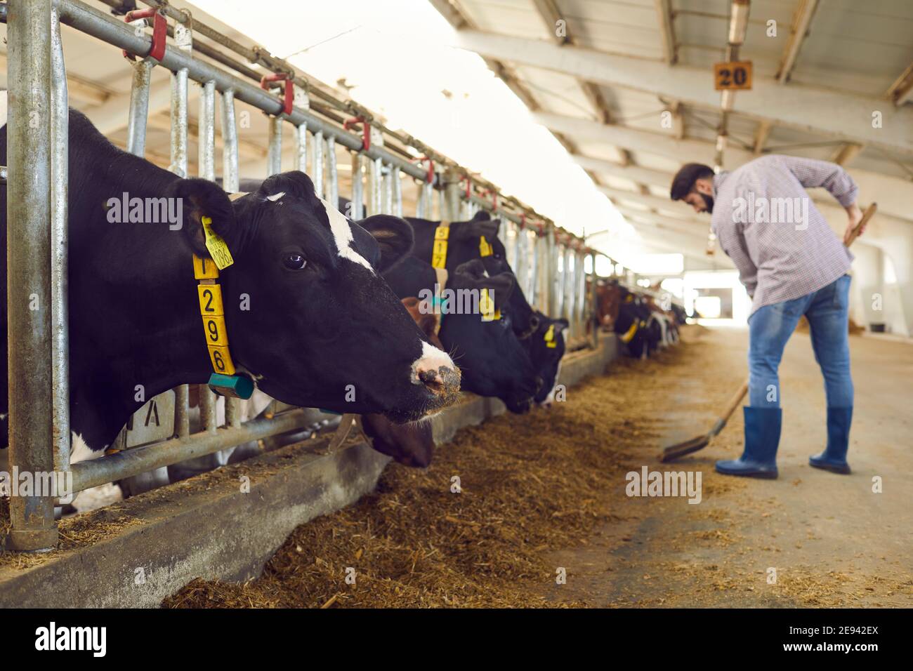 Milch sammeln -Fotos und -Bildmaterial in hoher Auflösung – Alamy