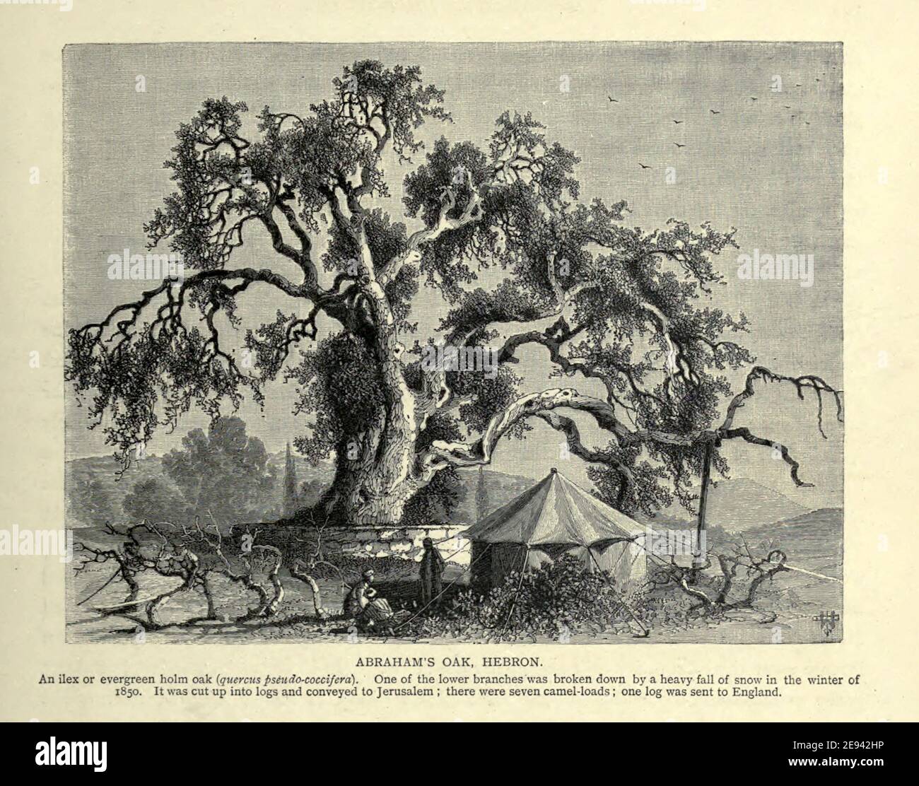 ABRAHAMS EICHE, HEBRON. Eine Ilex- oder immergrüne Steineiche (quercus pseudo-coccifera). Einer der unteren Äste wurde im Winter 1850 durch einen starken Schneefall abgebrochen. Es wurde in Protokolle geschnitten und nach Jerusalem transportiert; es gab sieben Kamelladungen; ein Log wurde nach England geschickt. Holzstich von 'Picturesque Palestine, Sinai and Egypt' von Wilson, Charles William, Sir, 1836-1905; Lane-Poole, Stanley, 1854-1931 Band 3. Veröffentlicht in von J. S. Virtue and Co 1883 Stockfoto