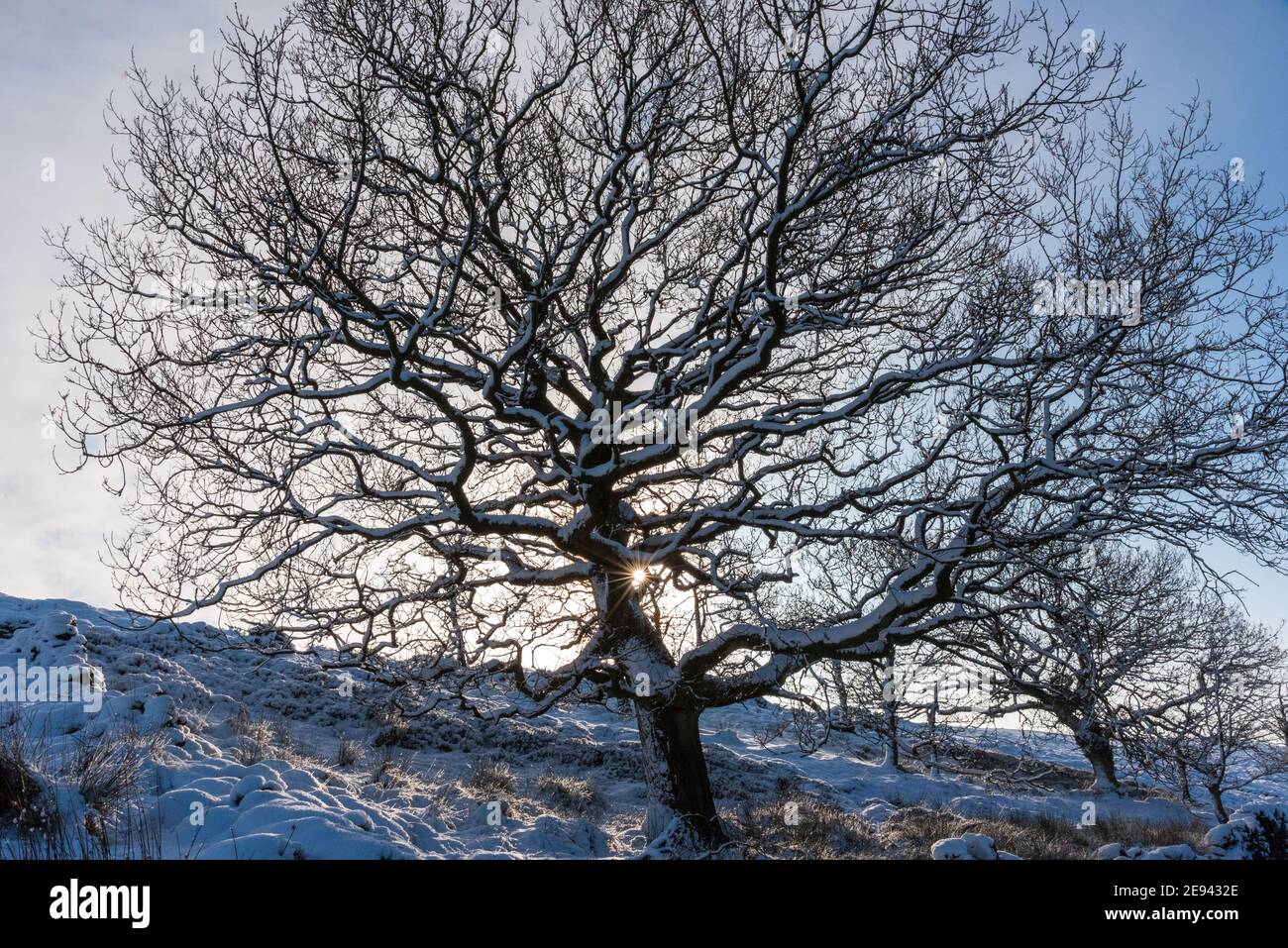 Schneebedeckte Bäume auf den West Pennine Moors oberhalb Brinscall In Lancashire Stockfoto