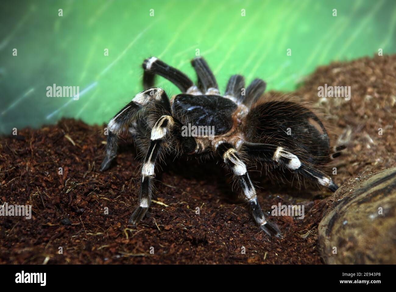Zottelige große Vogel-fressende Spinne auf dem Boden Nahaufnahme Stockfoto