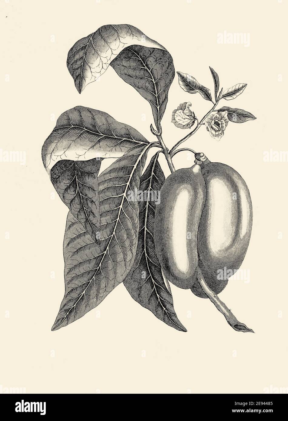 Custard Apfel Annona [Custard Apfel ist ein allgemeiner Name für eine Frucht, und der Baum, der sie trägt, Annona reticulata]. Kupferstich aus der Encyclopedia Londinensis oder, Universal Wörterbuch der Künste, Wissenschaften und Literatur; Band I; herausgegeben von Wilkes, John. Veröffentlicht 1810 in London Stockfoto